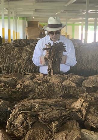 Hombre sosteniendo hojas de tabaco